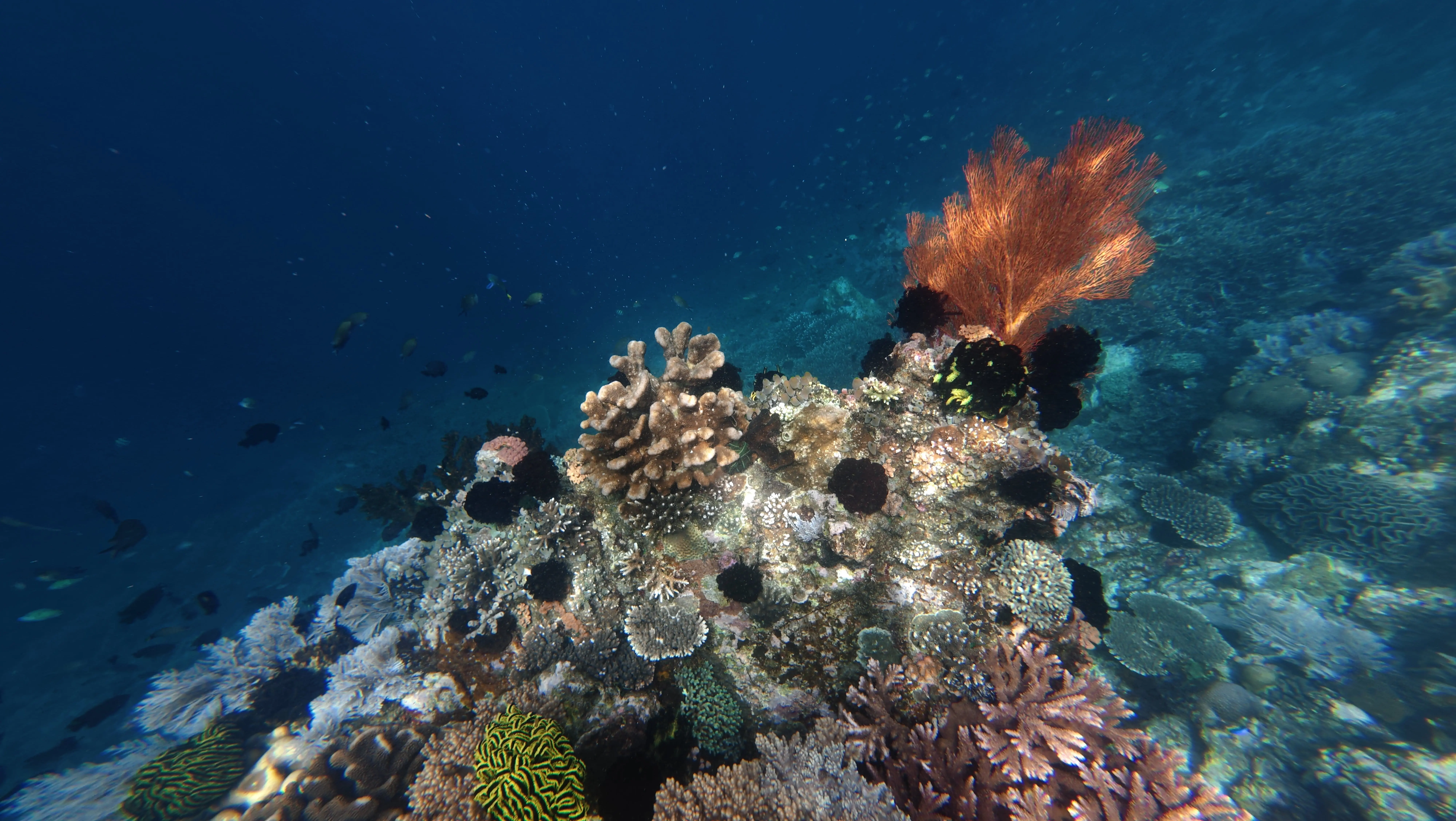 Snorkeling in the Crystal Clear Water.