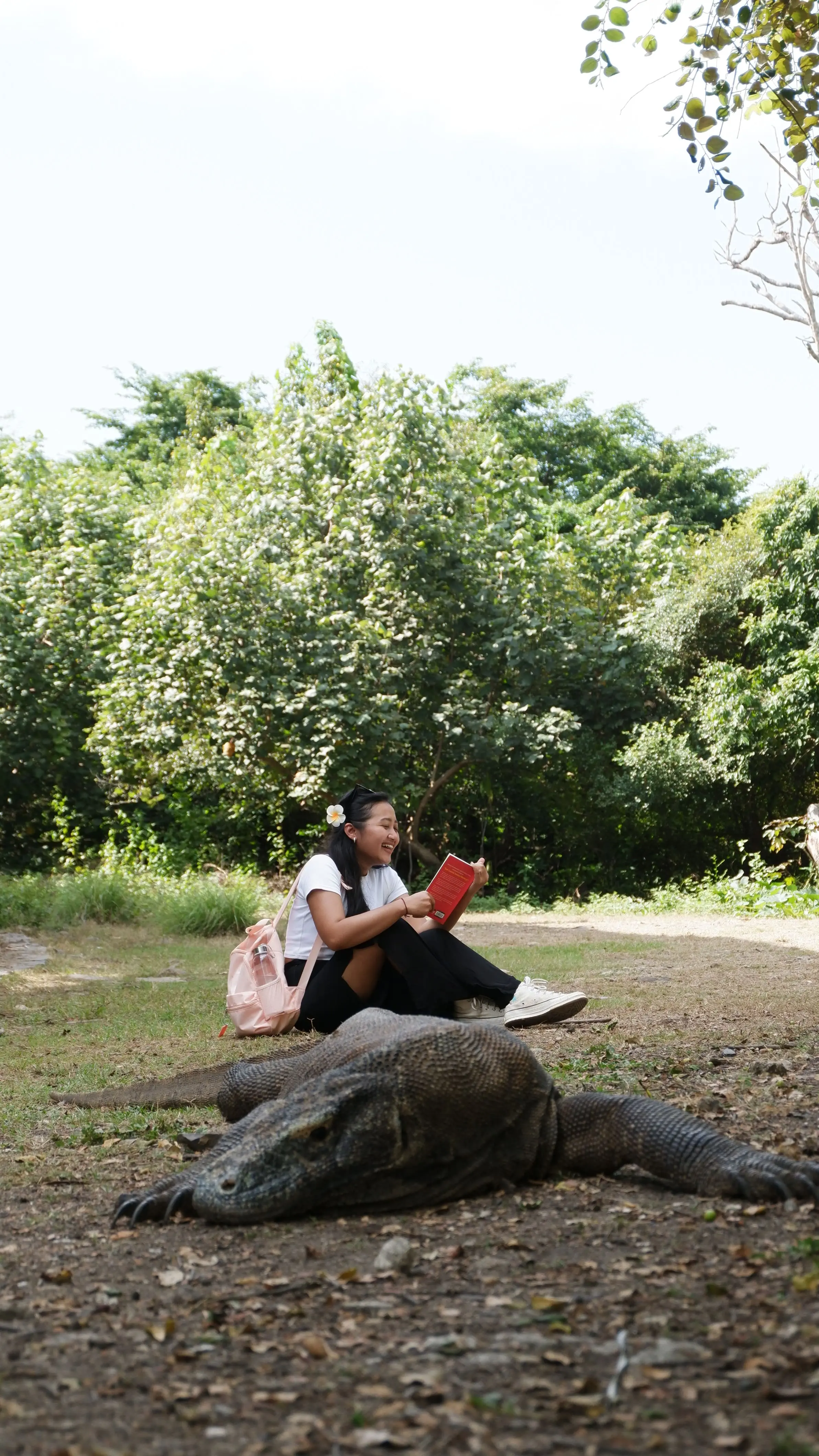 Discover the Komodo Dragons.